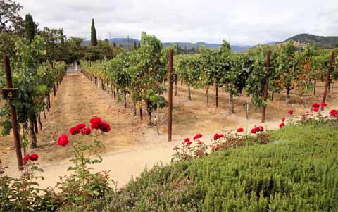 Buying Land for a Vineyard