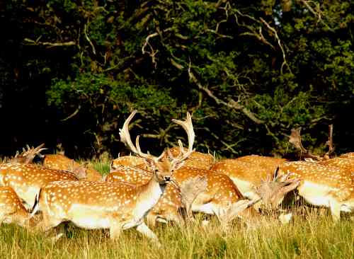 Deer Hunting Properties